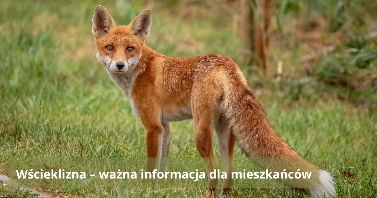 Zdjęcie rudego lisa na&nbsp;trawie, ilustrujące informację o&nbsp;wściekliźnie.