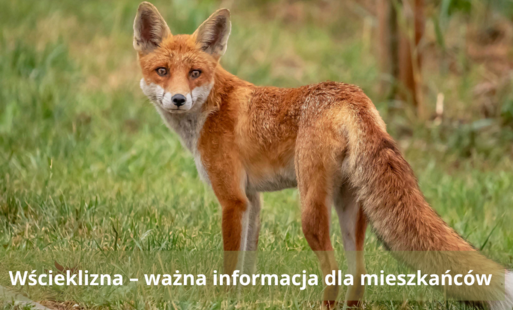 Zdjęcie rudego lisa na trawie, ilustrujące informację o wściekliźnie.