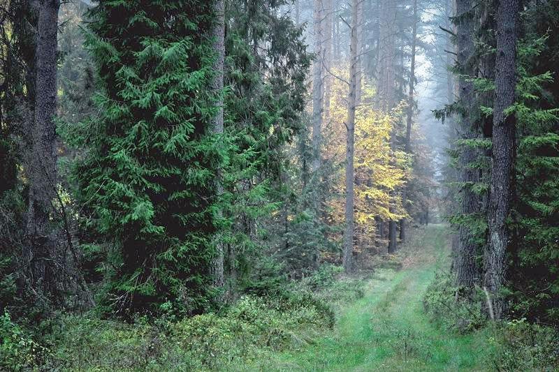 Las Nadleśnictwo Czarna Białostocka, źródło: https://czarna-bialostocka.bialystok.lasy.gov.pl