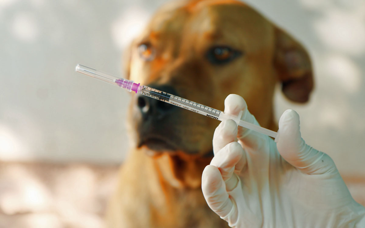 Wścieklizna – realne zagrożenie, groźna choroba ludzi i zwierząt